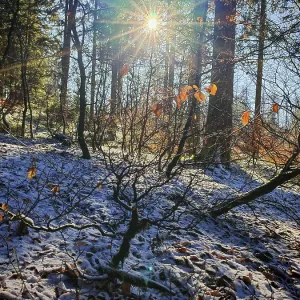Sunbeams illuminate a snowy forest with orange leaves Sunbeams illuminate a snowy forest with orange leaves