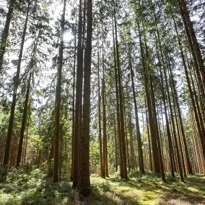 Sunbeams penetrate a spruce forest Sunbeams penetrate a spruce forest