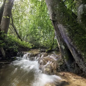 Sunbeams penetrate the trees and illuminate a small waterfall in a dense forest