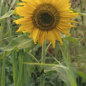 Sunflower (Helianthus annuus)