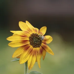 Sunflower (Helianthus annuus), Field bumblebee (Bombus pascuorum) Sunflower (Helianthus annuus), Field bumblebee (Bombus pascuorum)