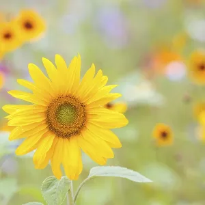 Sunflower (Helianthus annuus), in front of a summer flower meadow Sunflower (Helianthus annuus), in front of a summer flower meadow