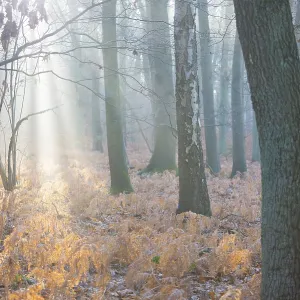 Misty Forest Illuminated Print, Germany