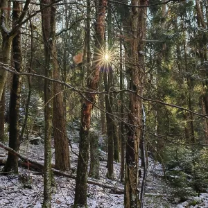 Sunlight breaks through snow-covered trees in a dense forest Sunlight breaks through snow-covered trees in a dense forest