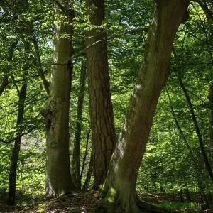 Sunlight falls through the dense canopy in the Darsswald forest near Prerow