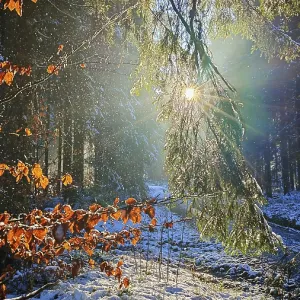 Sunlight falls on glowing beech leaves (fagus) in a snow-covered forest Sunlight falls on glowing beech leaves (fagus) in a snow-covered forest