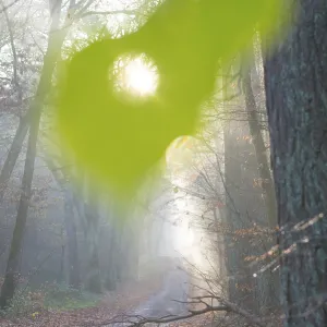 Sunlight Through a Leaf Print - Morning Haze in Germany