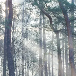 Sunlight falls through tall trees and creates a peaceful