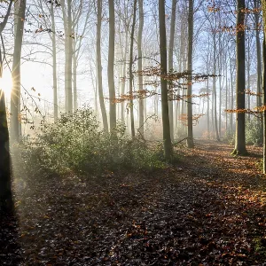 Sunlight falls through the trees of an autumn forest Sunlight falls through the trees of an autumn forest