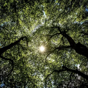 Sunlight filtering through lush green tree foliage creates a serene atmosphere in a forested area