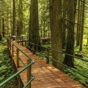 Sunlight filters through the towering hemlock trees Sunlight filters through the towering hemlock trees