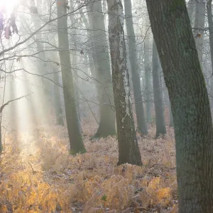 Autumn Forest Print: Lüneburg, Germany