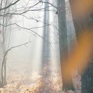 Autumnal Mist, Ilmenau Forest Print