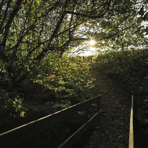 La luz del sol penetra en las hojas de un sendero forestal sombreado. La luz del sol penetra en las hojas de un sendero forestal sombreado.