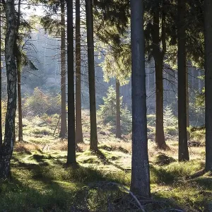 Sunlight in a pine forest, Zittau Mountains Sunlight in a pine forest, Zittau Mountains