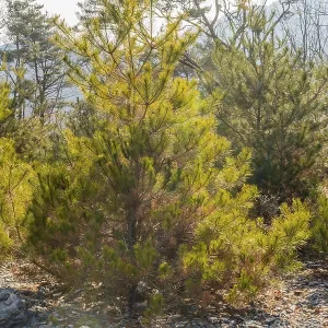 Sunlight shining through young pine trees in a forest with a bed of dry leaves