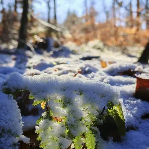 Sunlight on snow-covered ground and leaves in the forest Sunlight on snow-covered ground and leaves in the forest