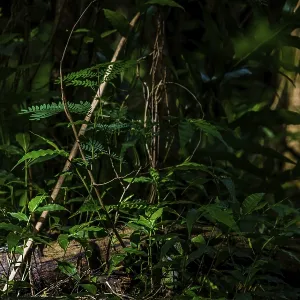Sunlight streaming through the forest and falling across some small green plants and a log laying on the ground