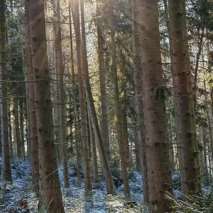 Sunlight streams through tall trees in a quiet forest with spruce trees (picea) Sunlight streams through tall trees in a quiet forest with spruce trees (picea)