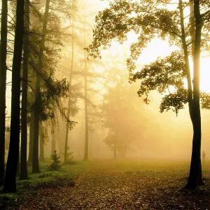 Sunlit Misty Forest Print, Pardubice, Czech Republic