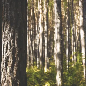 Sunlit Spruce Trees Print, Tyrol, Austria Sunlit Spruce Trees Print, Tyrol, Austria