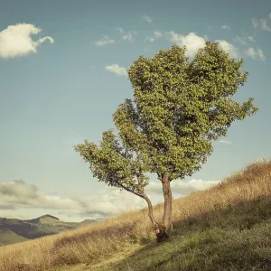 Sunny day in countryside. Rural mountain landscape with lonely tree at meadow