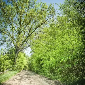 Sunny Day on Road in Forest Print Sunny Day on Road in Forest Print