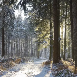 Sunny day in a snowy winter forest Sunny day in a snowy winter forest