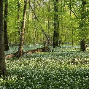 A sunny deciduous forest with white flowering ramson (Allium ursinum) in spring A sunny deciduous forest with white flowering ramson (Allium ursinum) in spring