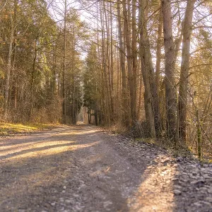 Sunny forest path covered with gravel