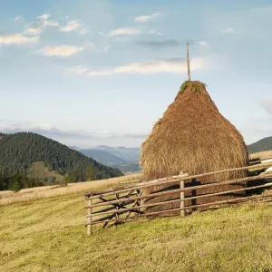 Sunny morning landscape with pine tree highland forest and hay stacks on meadow at Carpathian mountains