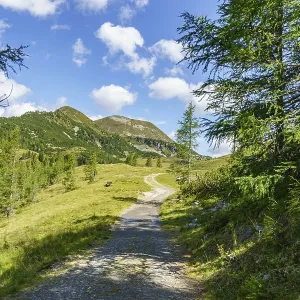 Sunny trail through a forest with views of distant mountains and blue skies