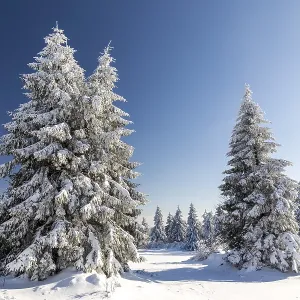 Paysage d'hiver ensoleillé avec des arbres recouverts de neige. Paysage d'hiver ensoleillé avec des arbres recouverts de neige.