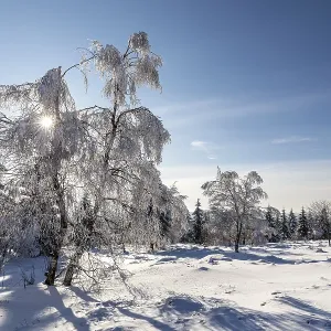 Paysage d'hiver ensoleillé avec des arbres recouverts de neige. Paysage d'hiver ensoleillé avec des arbres recouverts de neige.