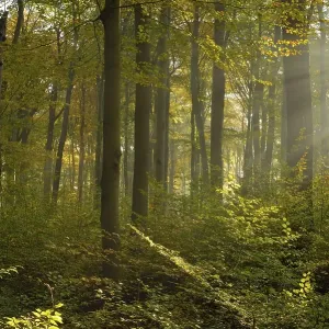 Sunrays in the autumnally coloured deciduous forest from Common beech (Fagus sylvatica)