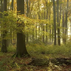 Sunrays in the autumnally coloured deciduous forest from Common beech (Fagus sylvatica) Sunrays in the autumnally coloured deciduous forest from Common beech (Fagus sylvatica)