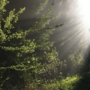 Sunrays in forest, Upper Bavaria, Germany, Europe Sunrays in forest, Upper Bavaria, Germany, Europe