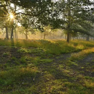 Sunrise in a deciduous forest with a path Sunrise in a deciduous forest with a path