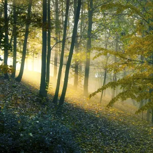 Sunrise Print: Golden Glow in Pardubice Forest