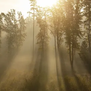 Sunrise with morning fog in the deciduous forest Sunrise with morning fog in the deciduous forest