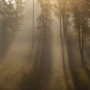 Sunrise with morning fog in the deciduous forest
