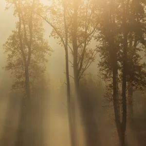 Sunrise with morning fog in the deciduous forest