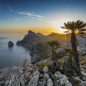 Sunrise, palm in front of Cap Formentor
