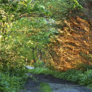 The Sun's Rays Illuminate the Fir Tree Forest Print The Sun's Rays Illuminate the Fir Tree Forest Print