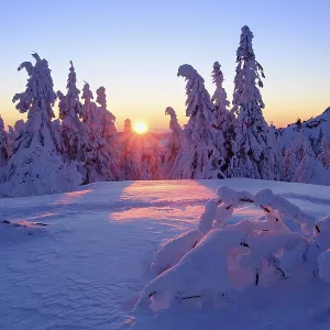 Sunset, Arbermandl, snowy spruces Sunset, Arbermandl, snowy spruces