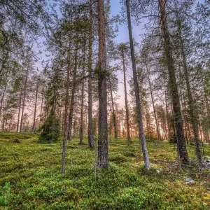 Sunset in boreal, arctic forest Sunset in boreal, arctic forest