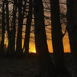 Sunset in the forest
