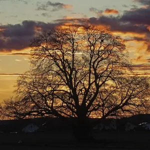 Sunset tree in front of forest backdrop with reddish and blue sky Sunset tree in front of forest backdrop with reddish and blue sky