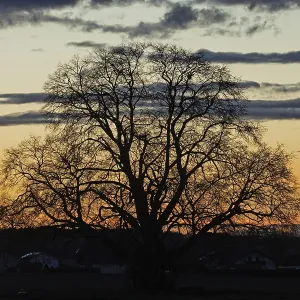 Sunset tree in front of forest backdrop with reddish and blue sky Sunset tree in front of forest backdrop with reddish and blue sky