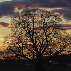 Sunset tree in front of tree backdrop with reddish and blue sky Sunset tree in front of tree backdrop with reddish and blue sky